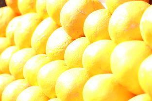 柑橘橙柚病蟲害診斷防治原鑒摘錄：圖譜識別與綠色防控技術全解析