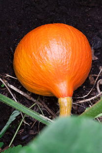 全球柑橘所有種類大全：完整收錄與分類圖解百科