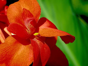 柑子移栽后怎么管理好？掌握五大技巧確保成活率