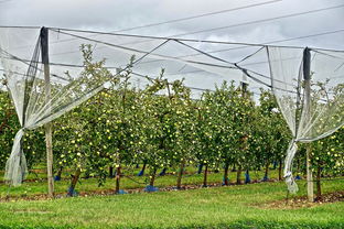 專治潰瘍病柑橘專用特效配方，科學防控守護果園健康