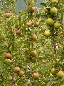 紅美人柑橘苗基地：浙江優質柑橘種苗繁育與規?；N植示范基地