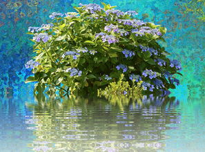 盆栽柑橘樹苗家庭種植全攻略：選苗技巧與日常養護指南