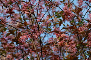 春日綻放：柑橘3月開花的生態探秘與豐收序曲