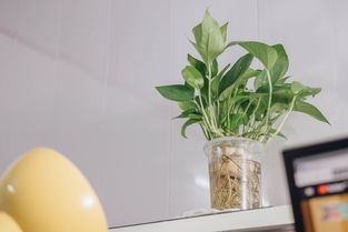 柑橘上高速綠通嗎？農(nóng)產(chǎn)品綠色通道政策全解析