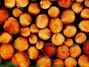 沃柑1000kg多少錢（沃柑多少錢一個）