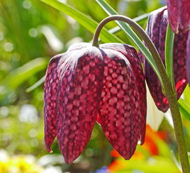 沃柑蔫掛果樹怎么救（沃柑來年掛果怎樣促花）