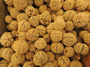 沙糖桔種子種出來苗能結桔子嗎（沙糖桔的籽能種嗎）