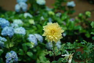 沃柑樹苗移栽技術有哪些種類(沃柑苗移栽多久能施肥)