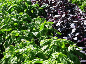 柑橘蟲害高清圖（柑橘蟲害高清圖片素材）