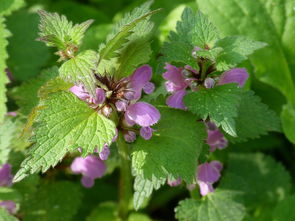 柑橘樹打什么農藥容易長青苔(春天柑橘樹打些什么藥水?)