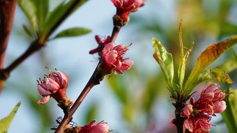 柑橘春季施肥怎么施（柑橘春肥時(shí)間）