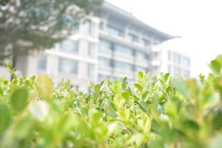 春天有橘子成熟嗎(春天的時候桔子樹是什么樣子)