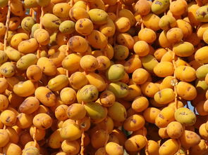 嫁接桔子樹苗方法技術(shù)圖片（嫁接桔子樹多長時間成活）