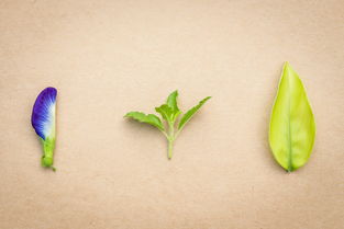 柑橘樹打什么藥保果(柑橘樹打什么農(nóng)藥)