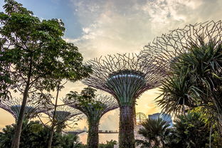 未來種什么柑橘樹有前景呢(什么柑橘未來最有市場)