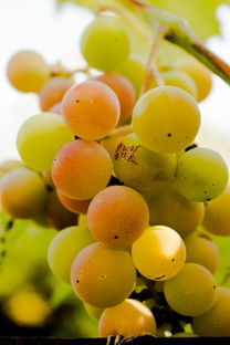 果凍橙沃柑哪個好吃些（果凍橙好嗎）