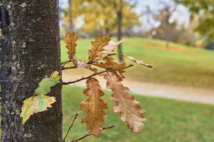 柑橘新葉脈黃化什么病毒（柑橘新葉脈黃化什么病毒引起的）