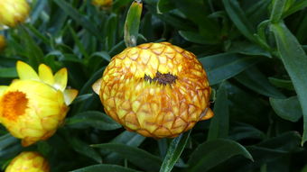 柑子保鮮用什么藥（柑子的保存方法）