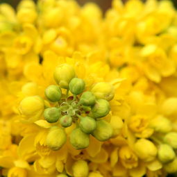 沃柑早產自哪里（沃柑屬于早熟還是晚熟）