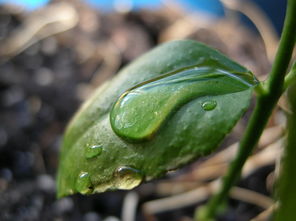 柑橘幼樹清園用什么殺菌藥生根快些（柑橘幼果期用什么殺菌劑）