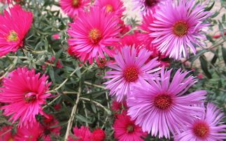 沃柑開花到謝花多長時間施肥好（沃柑開花期管理）