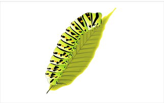 柑橘蝶多少錢（柑橘鳳蝶的幼蟲圖片）