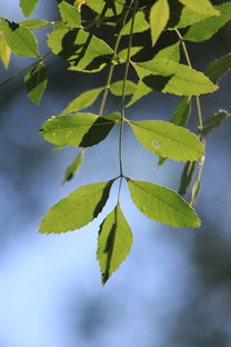 柑子樹葉子枯卷葉什么病（柑子樹落葉是怎么回事）