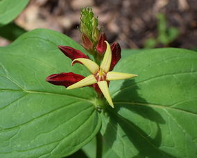 如何把柑橘打開銷路(如何讓柑橘多開花)