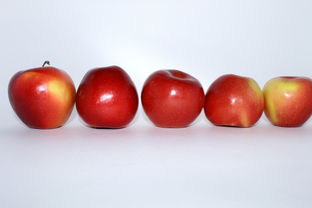 柑橘煤污病真菌還細菌病害(柑橘煤污病危害癥狀)