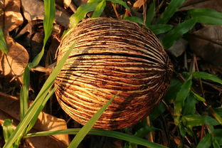 沃柑根部裂皮怎么辦（沃柑根須腐爛有什么辦法）