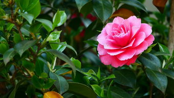 藥柑樹怎么修剪(藥柑樹怎么修剪枝條)