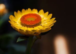 沃柑黃葉病怎么治（沃柑黃葉圖片）