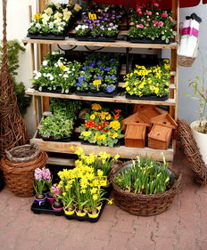 四川哪里有沙糖桔賣(四川成都沙糖桔批發價格多少)