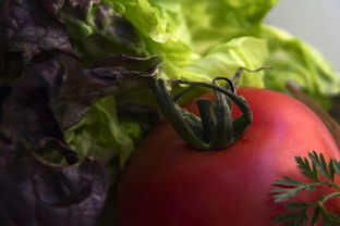 柑橘樹(shù)如何管理視頻(柑橘樹(shù)的栽培與管理)