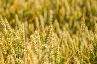 柑橘病害高清掛圖(柑橘病害圖片圖庫(kù))