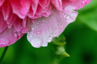 沃柑來年掛果怎樣促花生發芽快(沃柑什么時候催花)