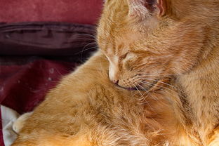 貓可以吃橘子橙子嗎（貓可以吃橘子橙子嗎為什么）