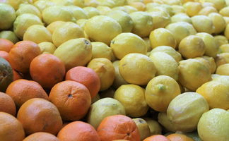 柑橘樹滴灌技術(shù)（柑橘樹滴灌技術(shù)規(guī)范）