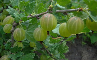 沃柑一年有多大(沃柑一年有多大的果實)