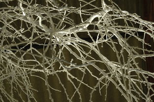 冬季柑橘樹修剪技術教程視頻(冬季柑橘樹修剪技術教程視頻講解)