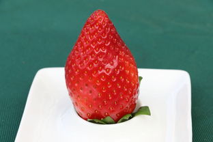 沃柑愛媛果凍橙哪個好吃(愛媛橙和沃柑哪個好吃)